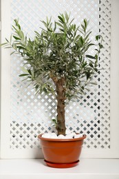 Beautiful potted olive tree on window sill indoors