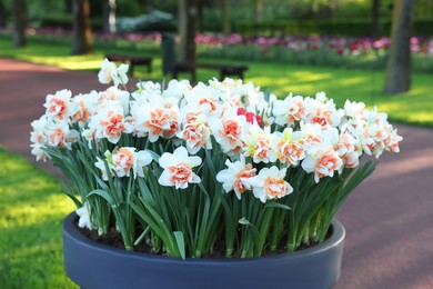 Photo of Pot of beautiful narcissus flowers in park, closeup. Spring season