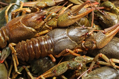 Fresh raw crayfishes as background, closeup. Healthy seafood