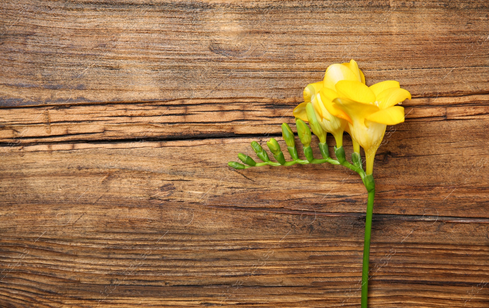 Photo of Beautiful freesia on wooden background