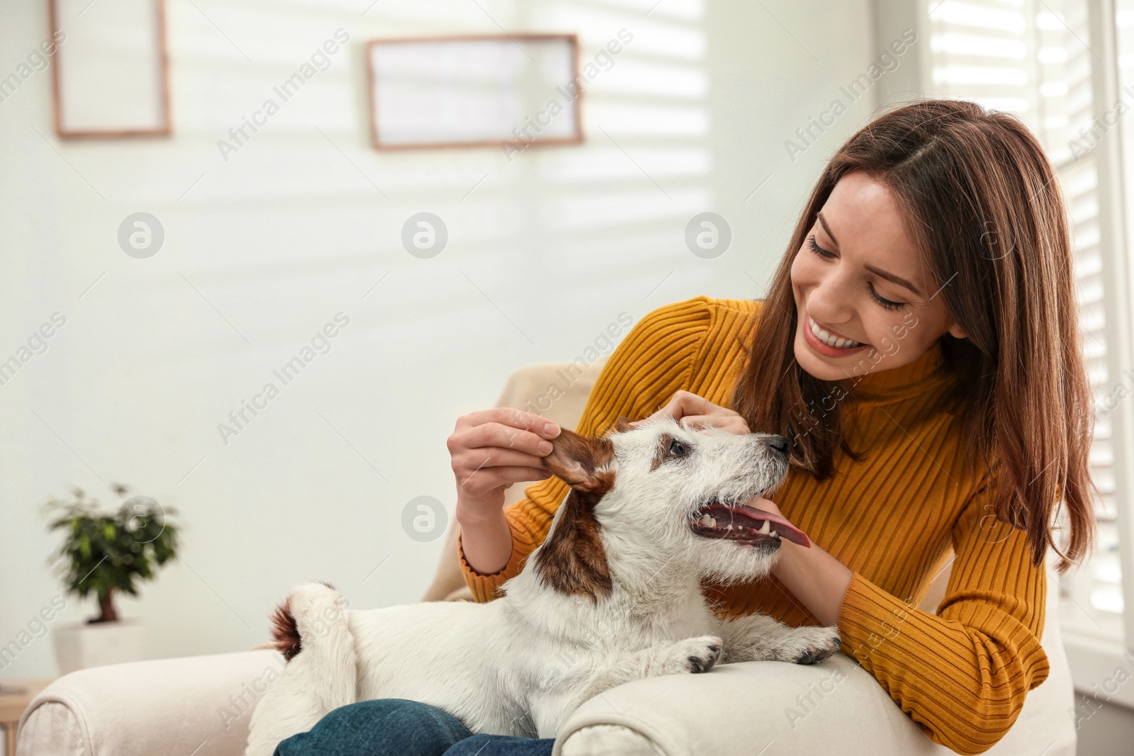 Photo of Young woman with her cute Jack Russell Terrier in armchair at home. Lovely pet