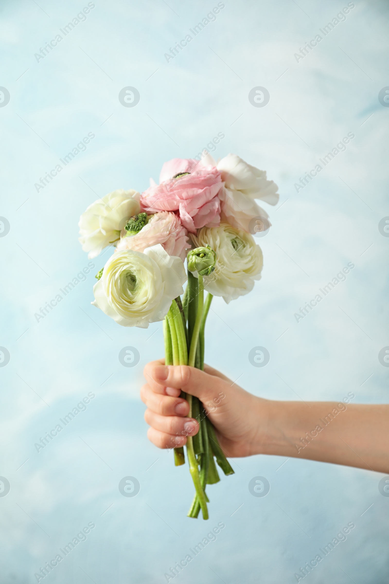 Photo of Young woman holding ranunculus flowers on color background