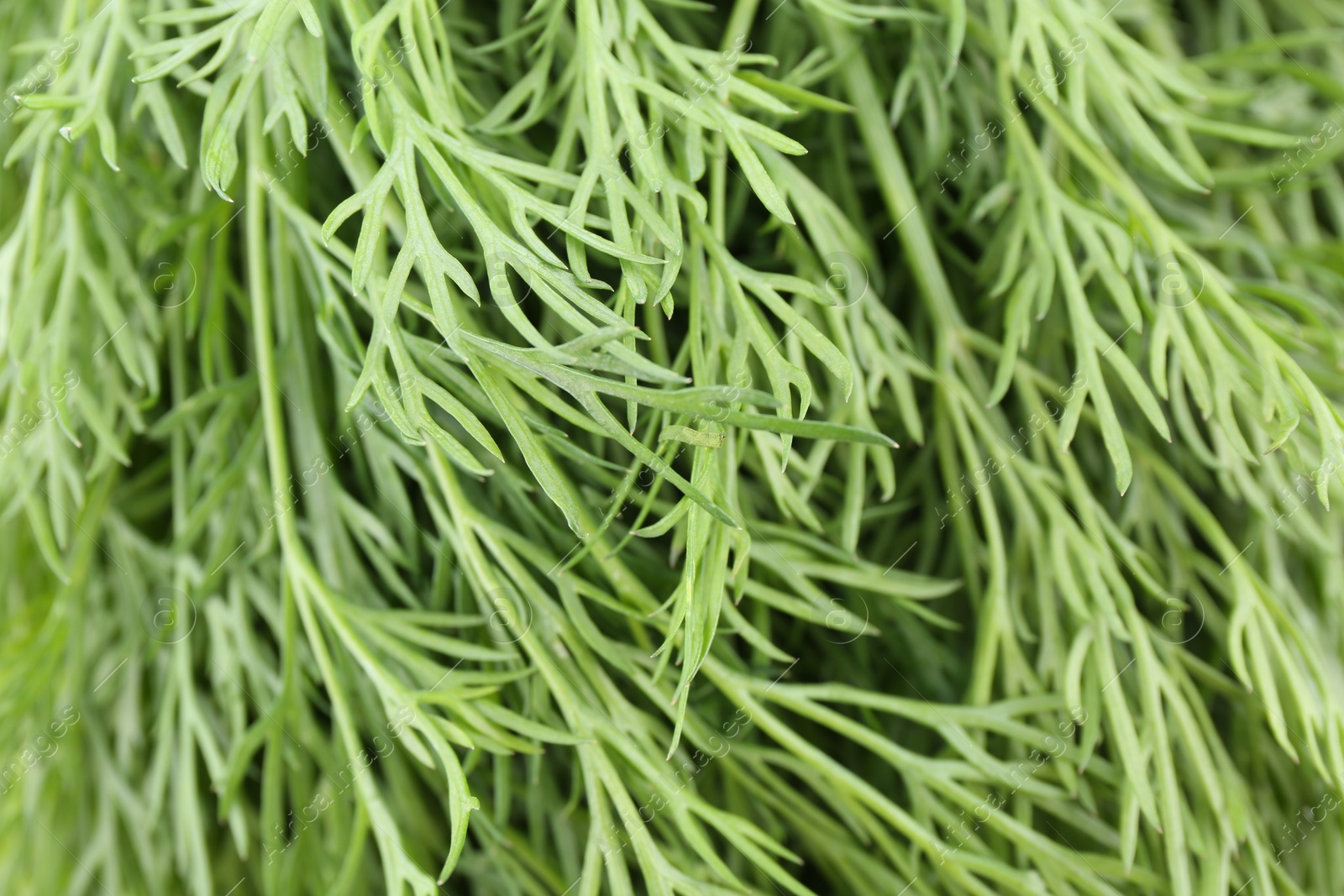 Photo of Sprigs of fresh dill as background, closeup view