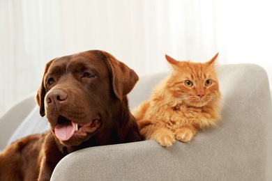 Cat and dog together on sofa indoors. Fluffy friends