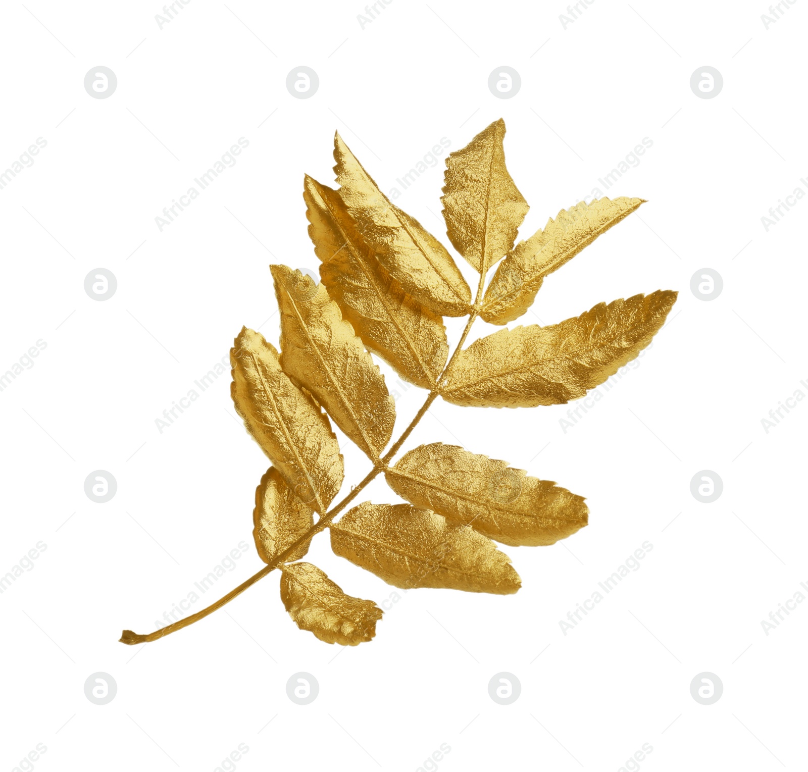 Photo of Twig of golden rowan leaves isolated on white. Autumn season