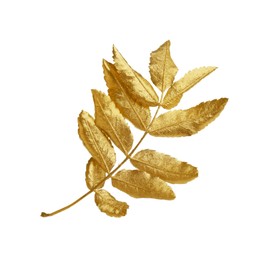 Photo of Twiggolden rowan leaves isolated on white. Autumn season
