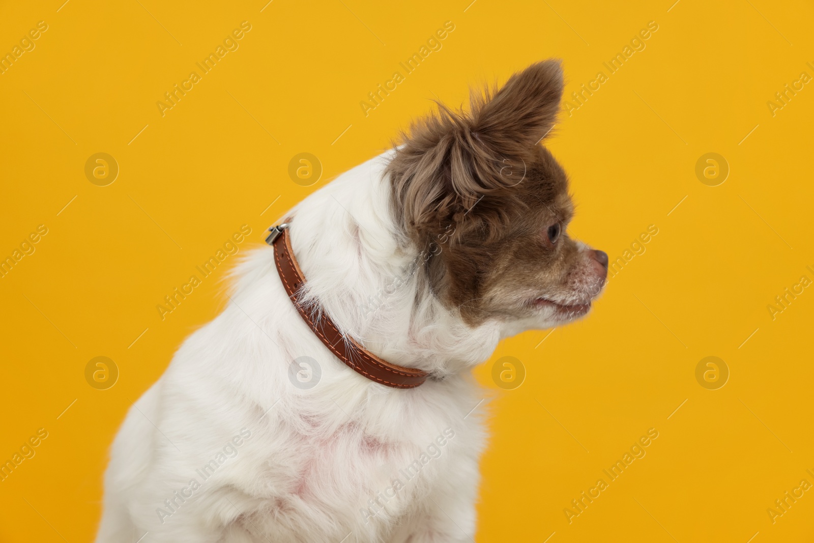 Photo of Adorable Chihuahua in dog collar on yellow background