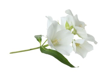 Photo of Branch of jasmine flowers and leaves isolated on white