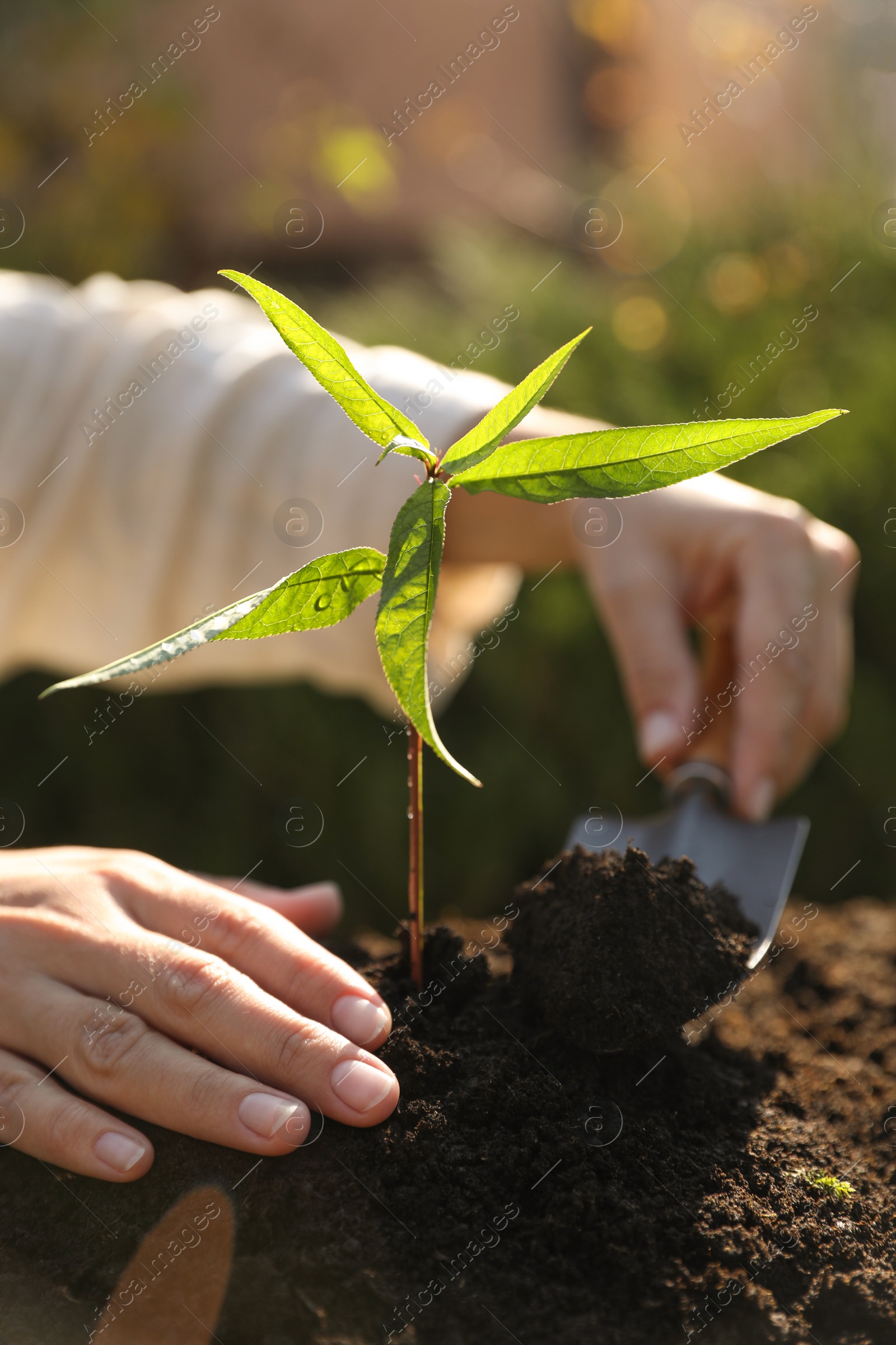 Photo of Woman planting young tree in garden, closeup