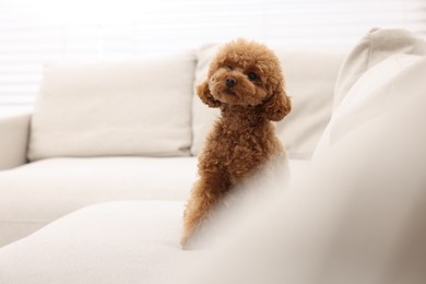 Photo of Cute Maltipoo dog sitting on comfortable sofa indoors, space for text. Lovely pet