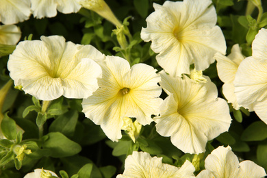 Closeup view of beautiful petunia flowers. Potted plant