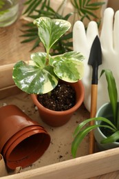 Houseplants and gardening tools on wooden table, closeup