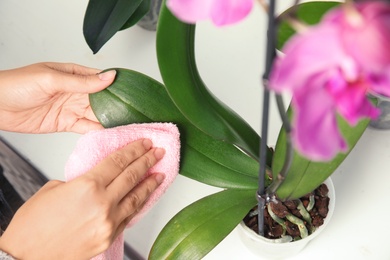 Photo of Woman taking care of orchid plant, closeup