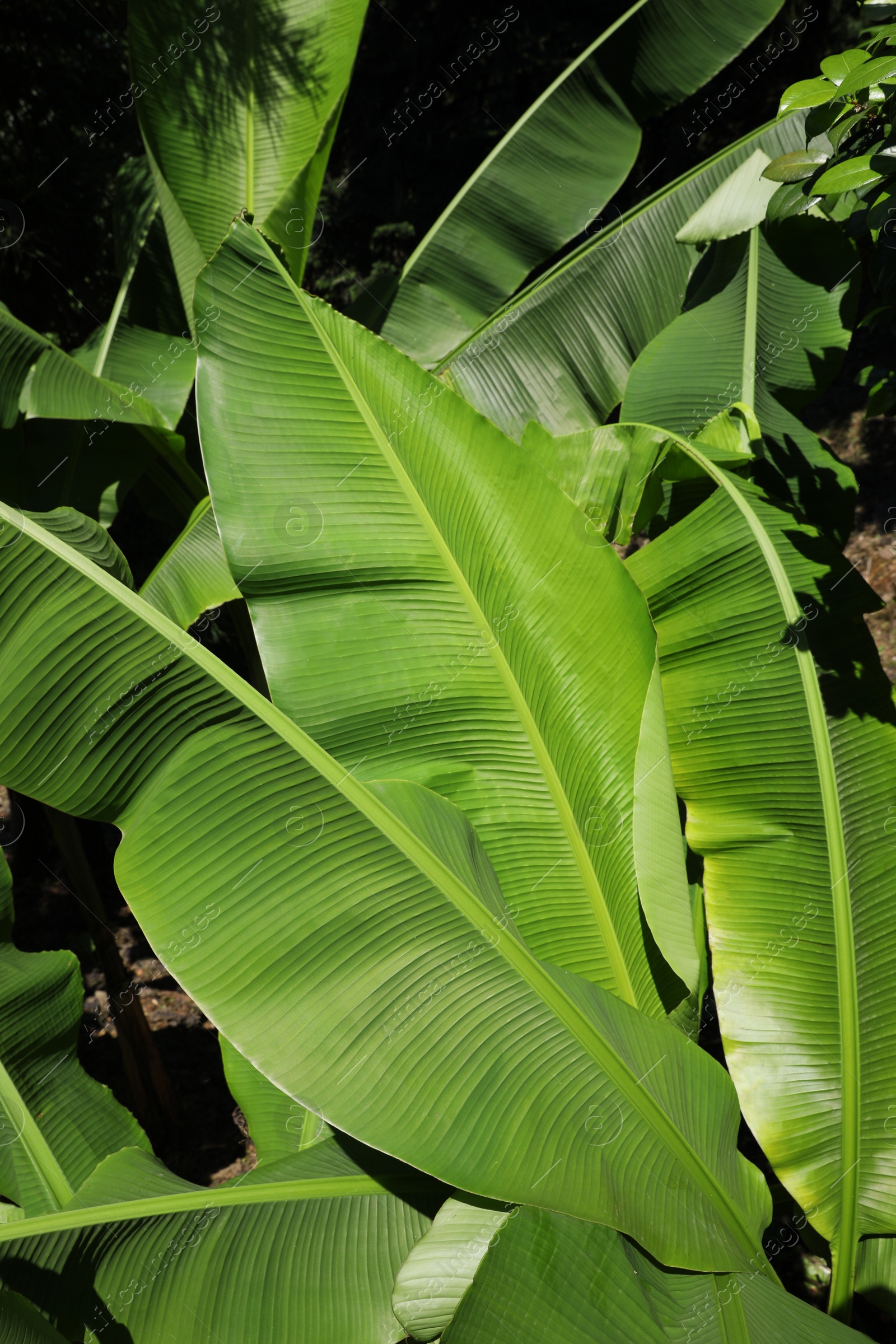 Photo of Beautiful tropical plant with green leaves outdoors