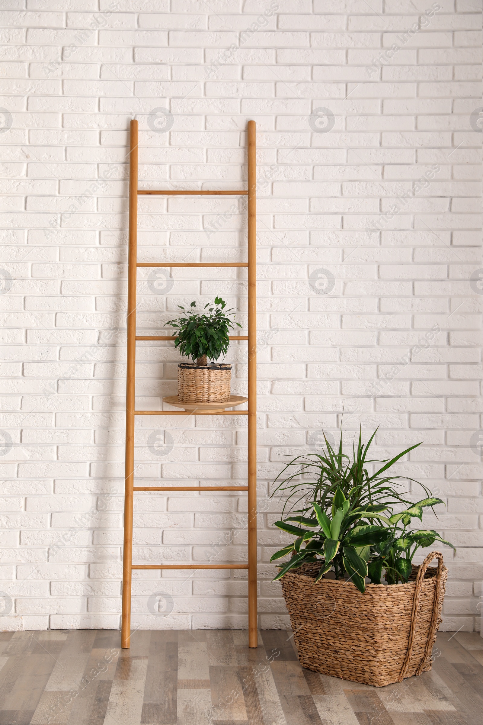 Photo of Beautiful green potted plants in stylish room interior