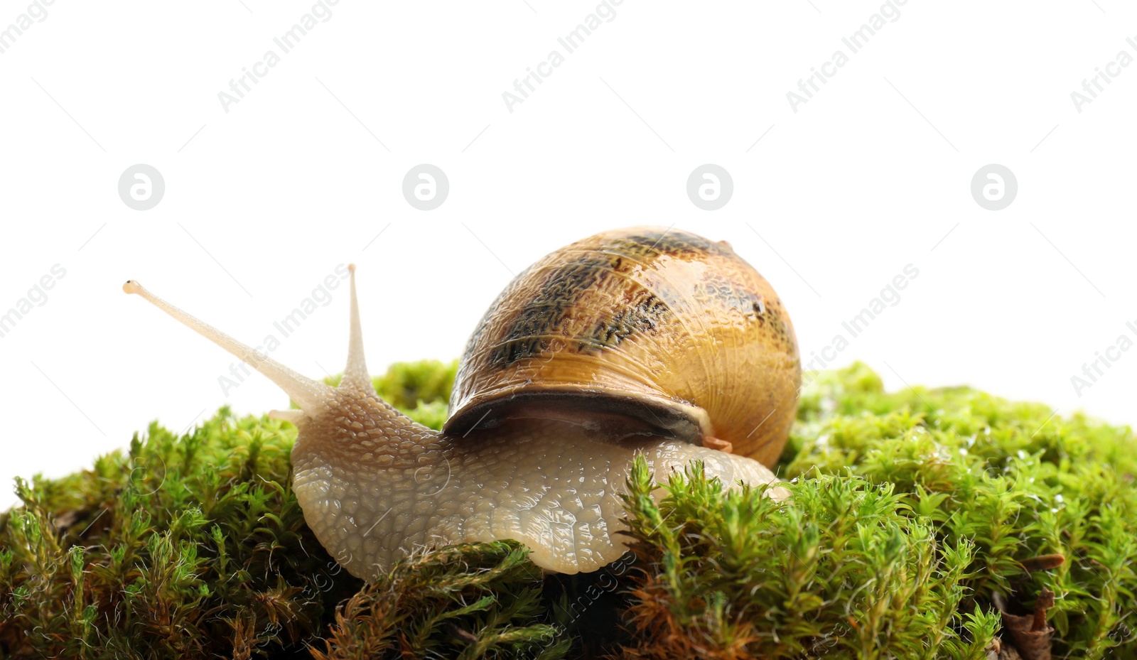 Photo of Common garden snail on green moss against white background, closeup