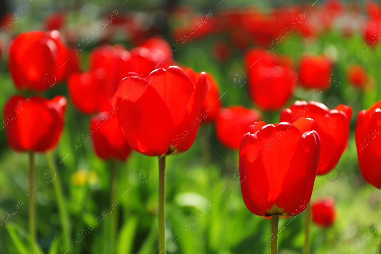 Photo of Blossoming tulips outdoors on sunny spring day