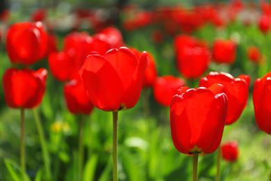 Blossoming tulips outdoors on sunny spring day