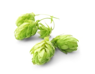 Fresh green hops on white background. Beer production