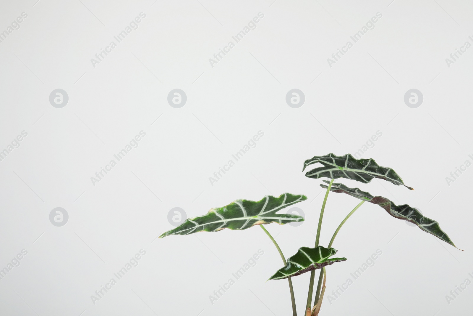 Photo of Alocasia home plant on grey background, space for text