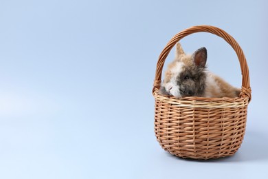 Photo of Cute little rabbit in wicker basket on light blue background. Space for text