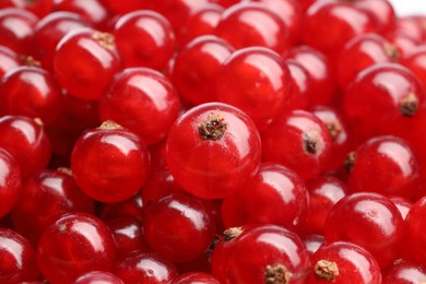 Many tasty fresh red currant berries as background, closeup