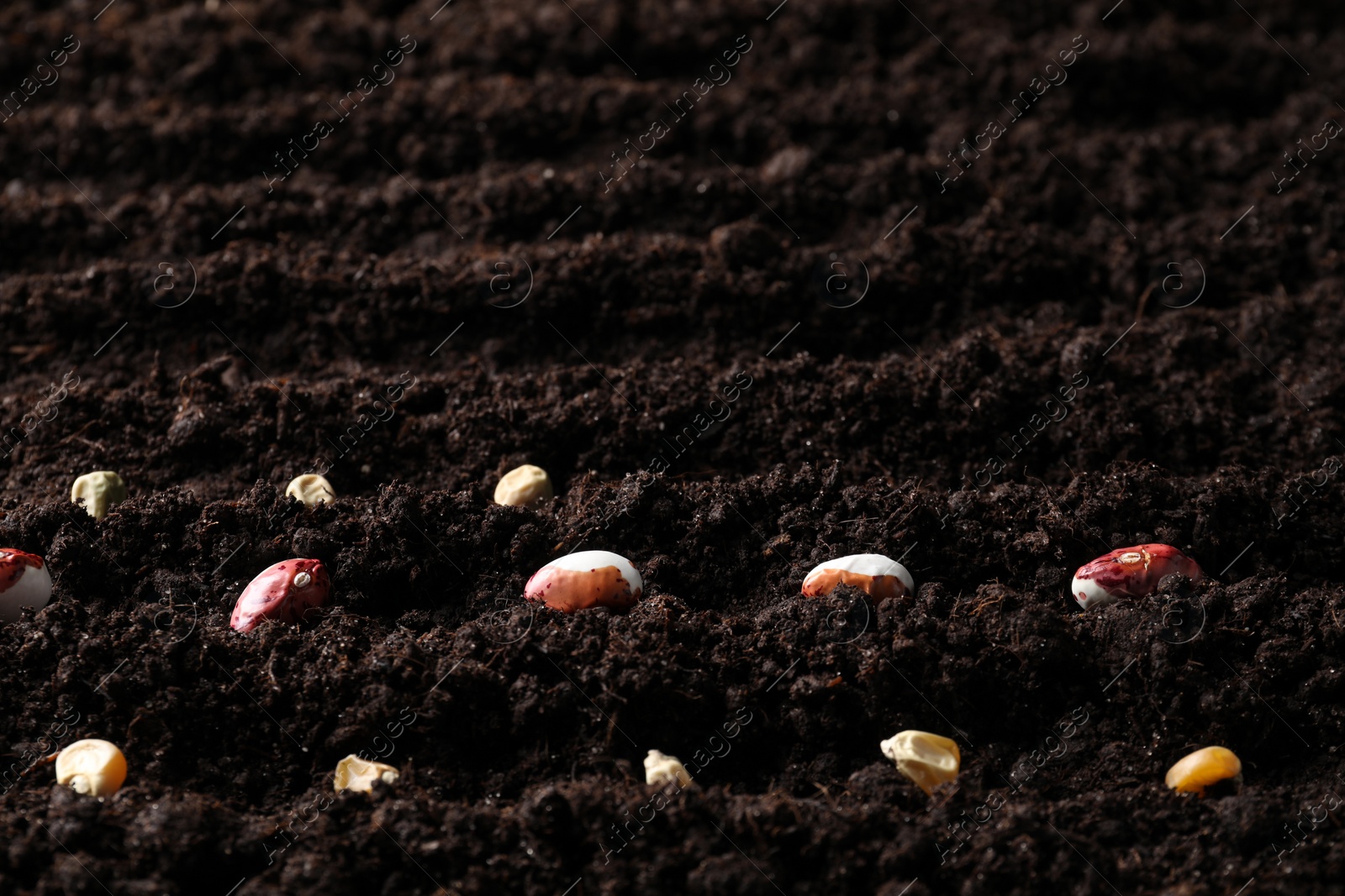 Photo of Different seeds on fertile soil. Vegetables growing