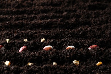 Different seeds on fertile soil. Vegetables growing