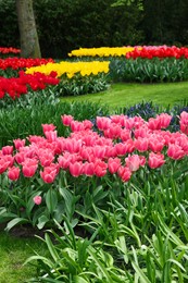 Park with variety of beautiful flowers. Spring season