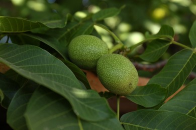 Green unripe walnuts growing on tree outdoors, closeup