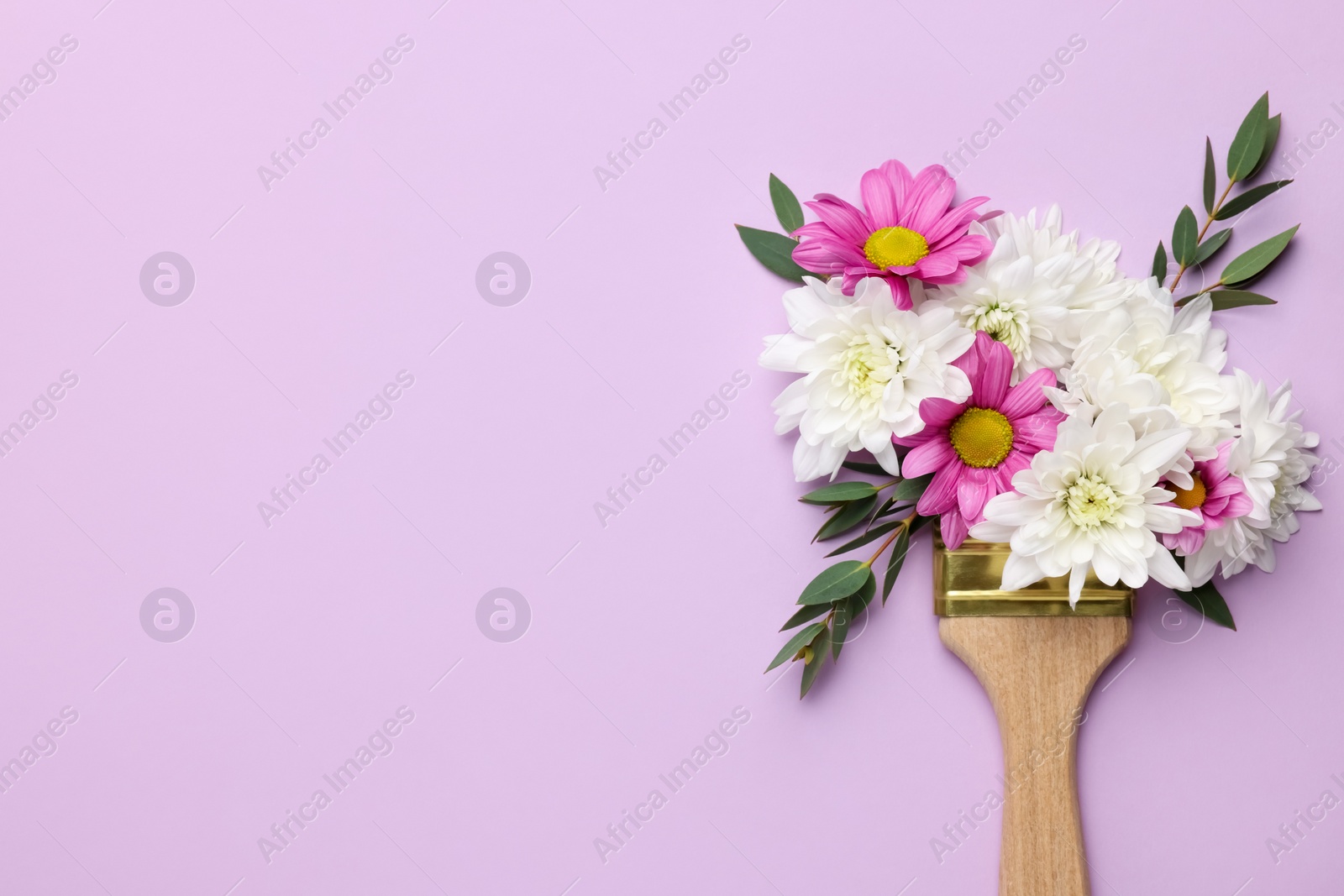 Photo of Brush with colorful flowers of chrysanthemum on violet background, top view. Space for text. Creative concept