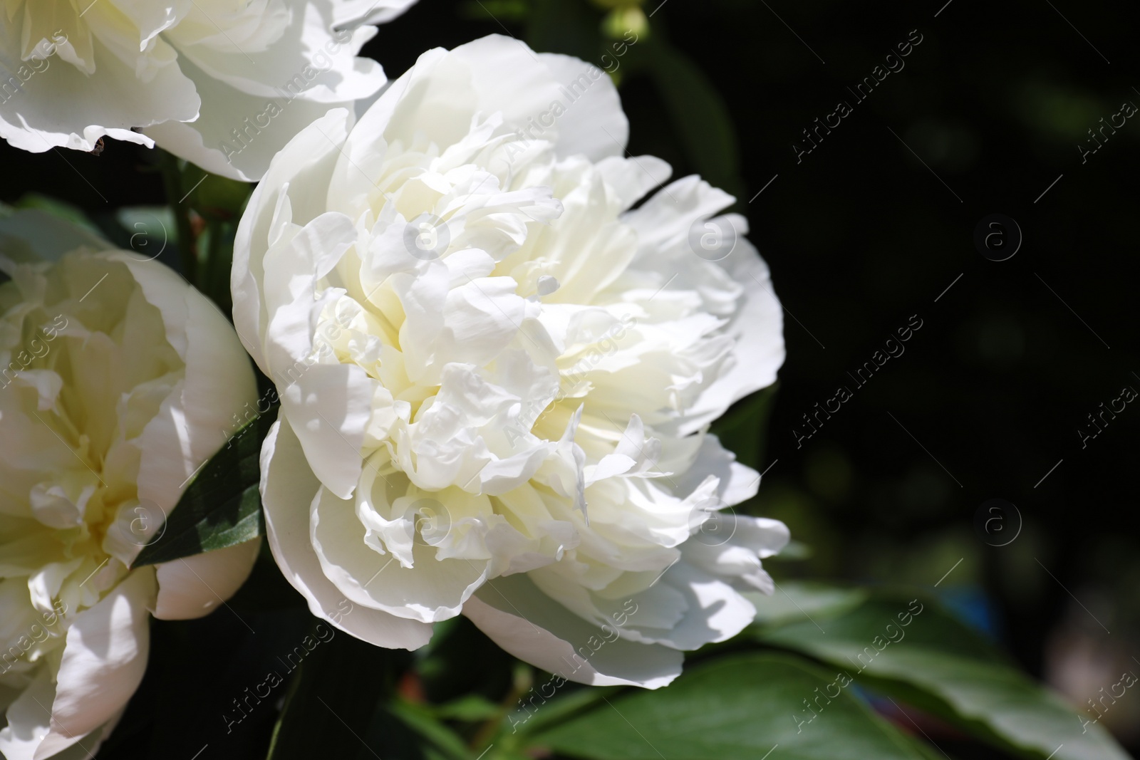 Photo of Closeup view of blooming white peony bush outdoors