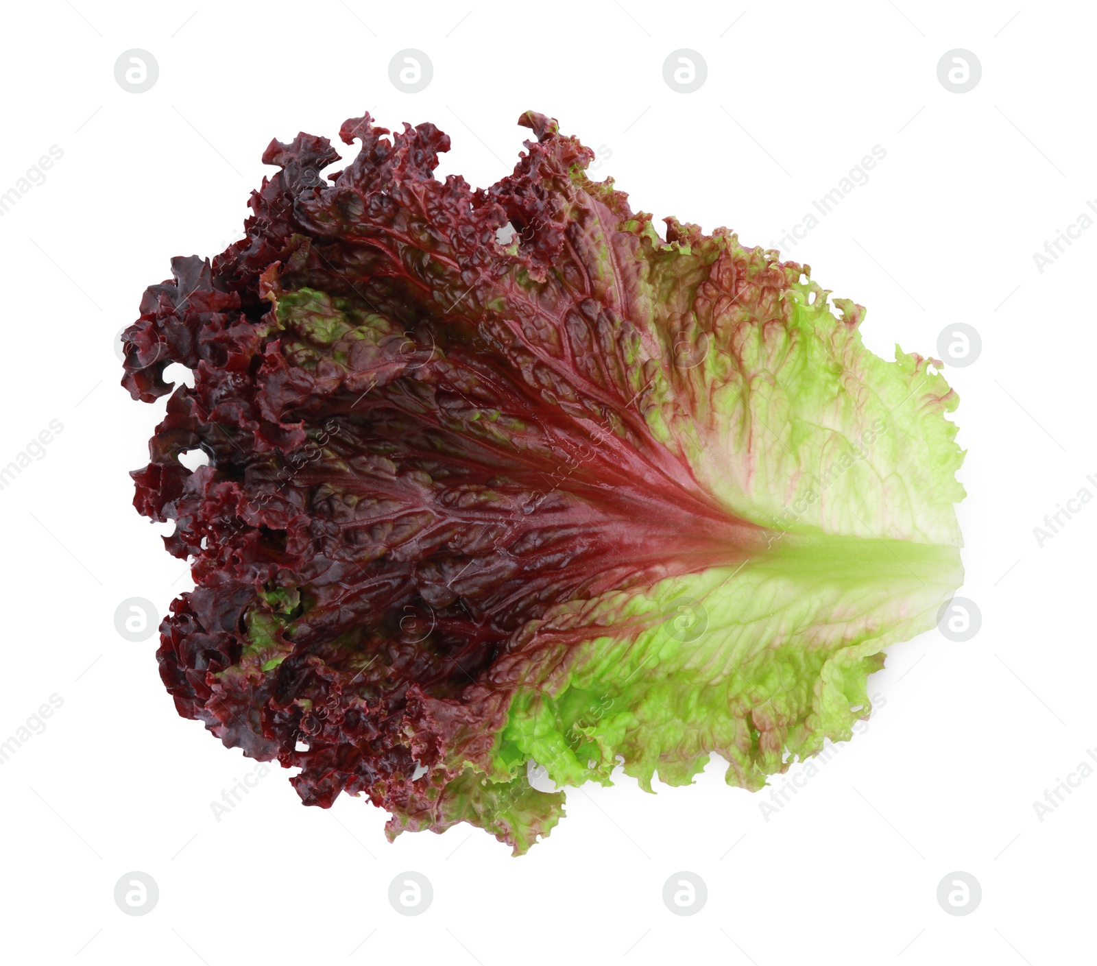 Photo of Leaf of fresh red coral lettuce isolated on white