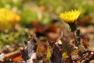 Beautiful yellow dandelion growing outdoors, closeup. Space for text