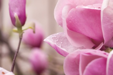 Photo of Beautiful magnolia tree with pink blossom outdoors, closeup. Spring season