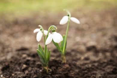 Photo of Beautiful blooming snowdrop flowers growing in ground. Springtime