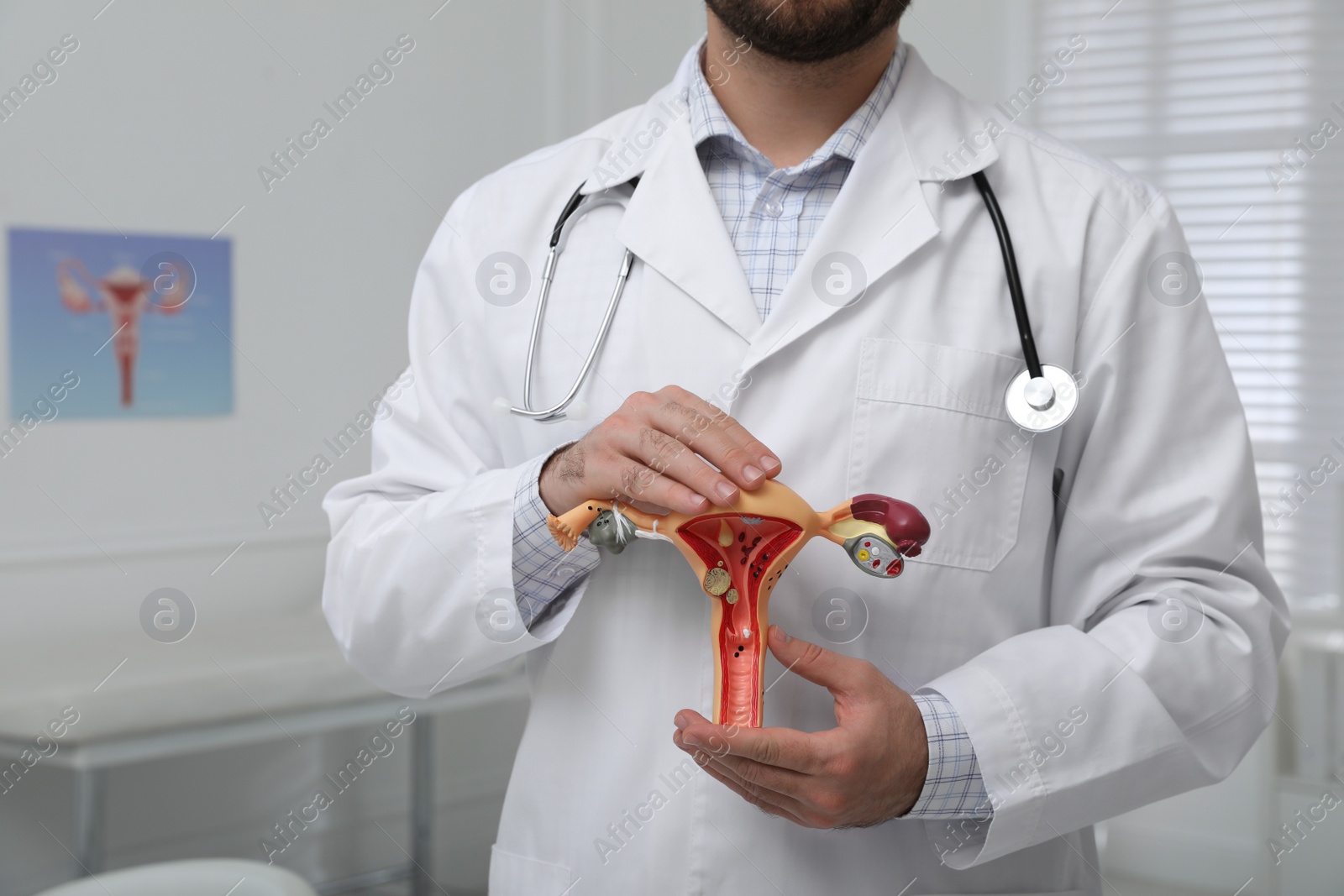 Photo of Gynecologist demonstrating model of female reproductive system in clinic, closeup