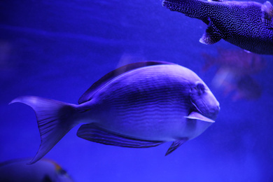 Photo of Beautiful surgeonfish in clear toned blue aquarium, closeup
