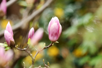 Photo of Magnolia tree with beautiful flowers outdoors, closeup. Amazing spring blossom