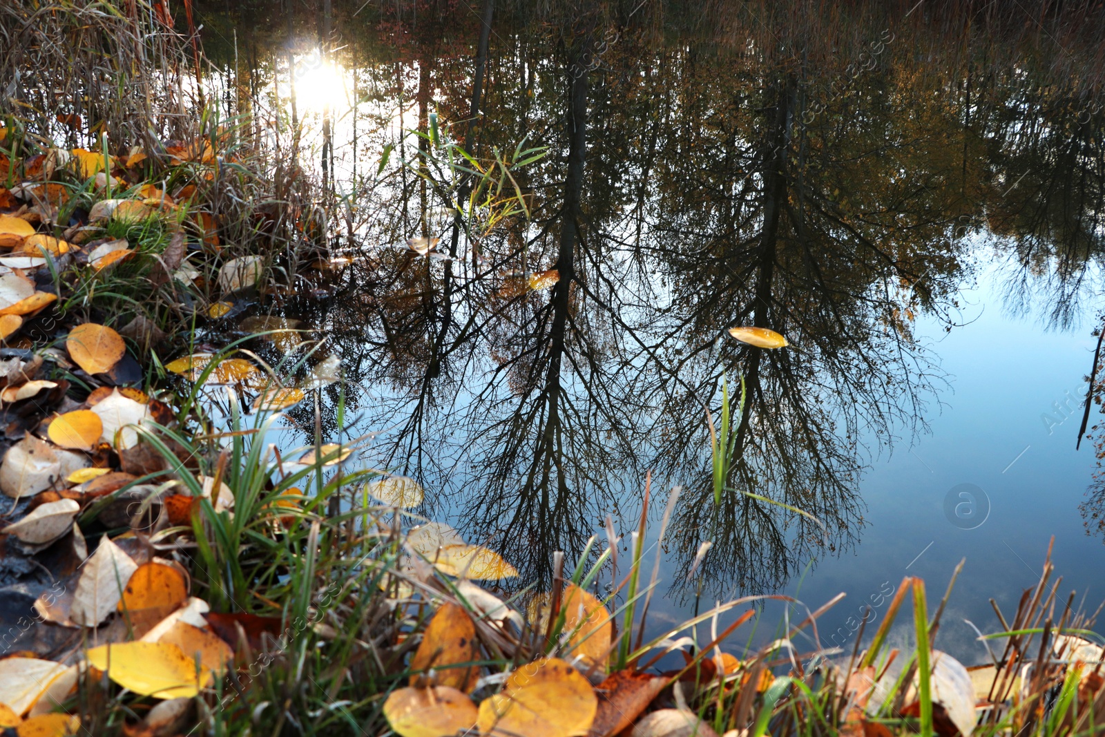 Photo of Beautiful lake and many fallen leaves on autumn day