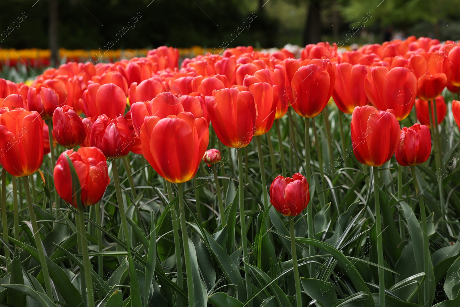 Photo of Many beautiful red tulips growing outdoors, closeup. Spring season