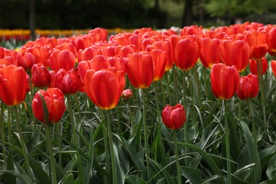 Many beautiful red tulips growing outdoors, closeup. Spring season