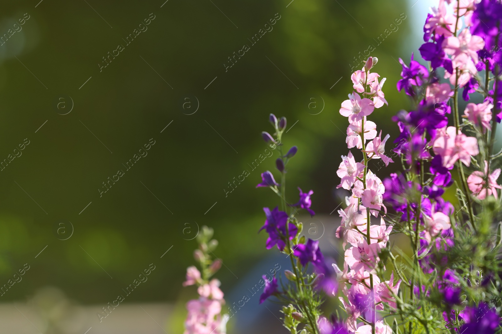 Photo of Beautiful wild flowers on blurred background, space for text. Amazing nature in summer