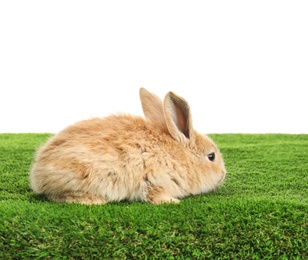 Photo of Adorable furry Easter bunny on green grass against white background, space for text