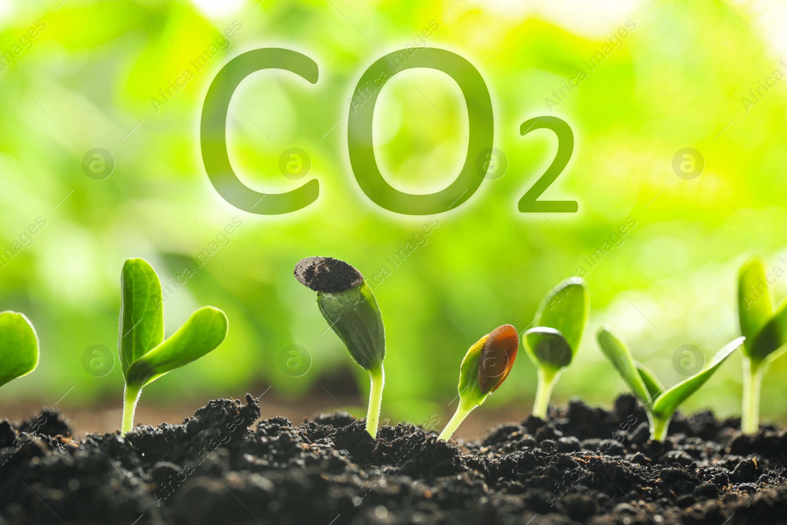 Image of Reduce CO2 emissions. Fresh green seedlings growing outdoors, closeup