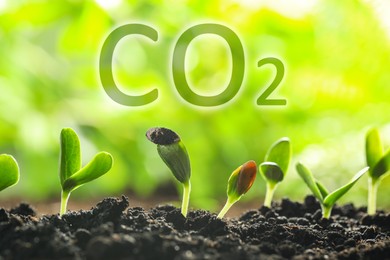 Image of Reduce CO2 emissions. Fresh green seedlings growing outdoors, closeup