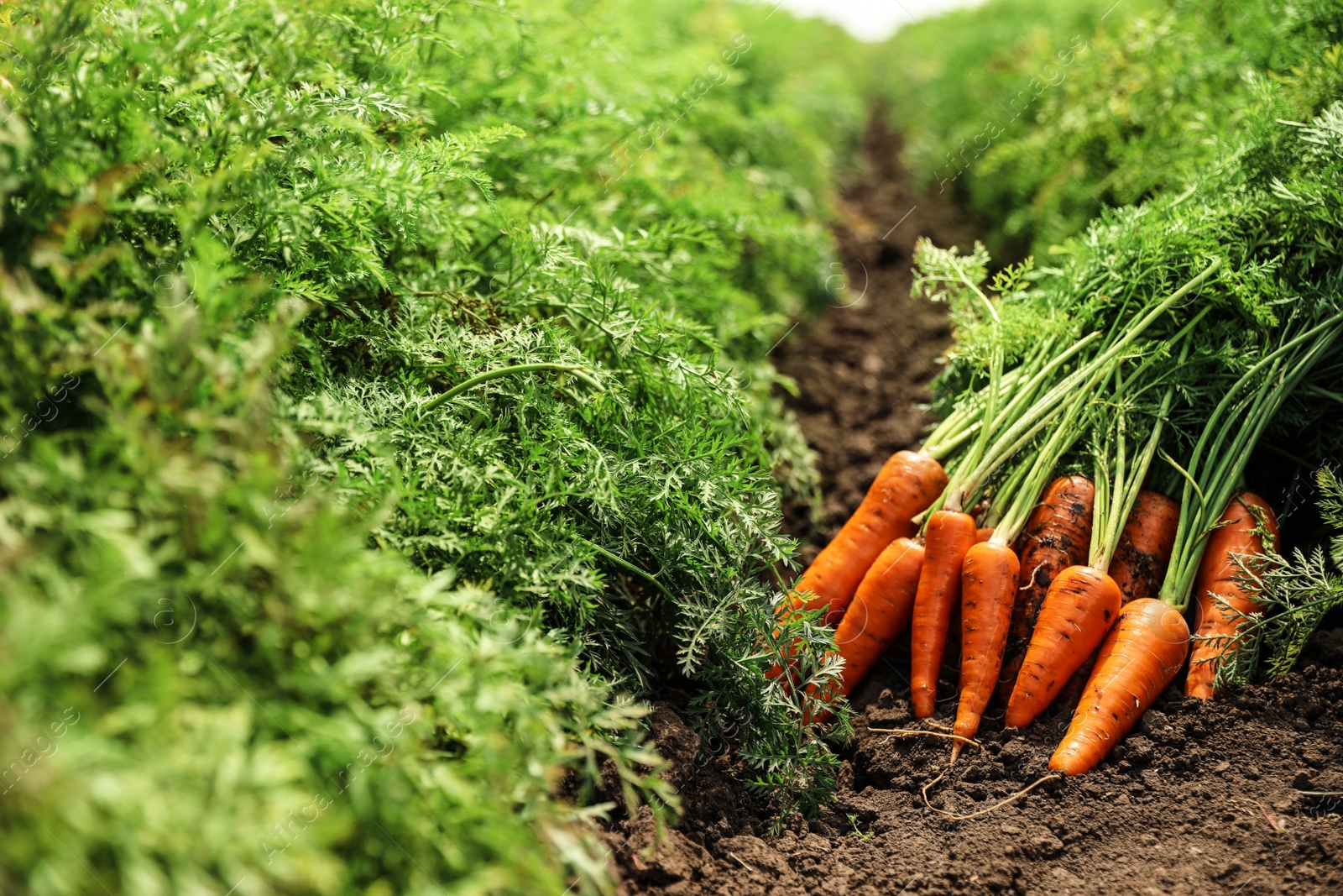 Photo of Pile of fresh ripe carrots on field. Organic farming