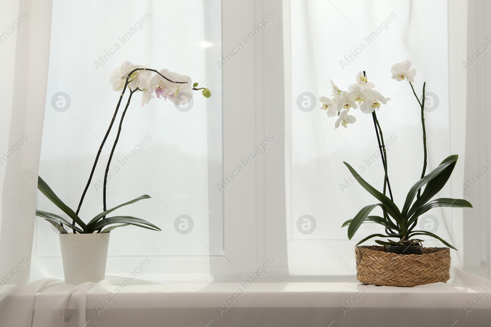 Photo of Blooming white orchid flowers in pots on windowsill