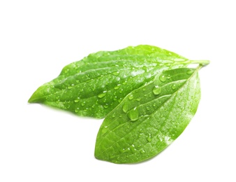 Green leaves with dew on white background