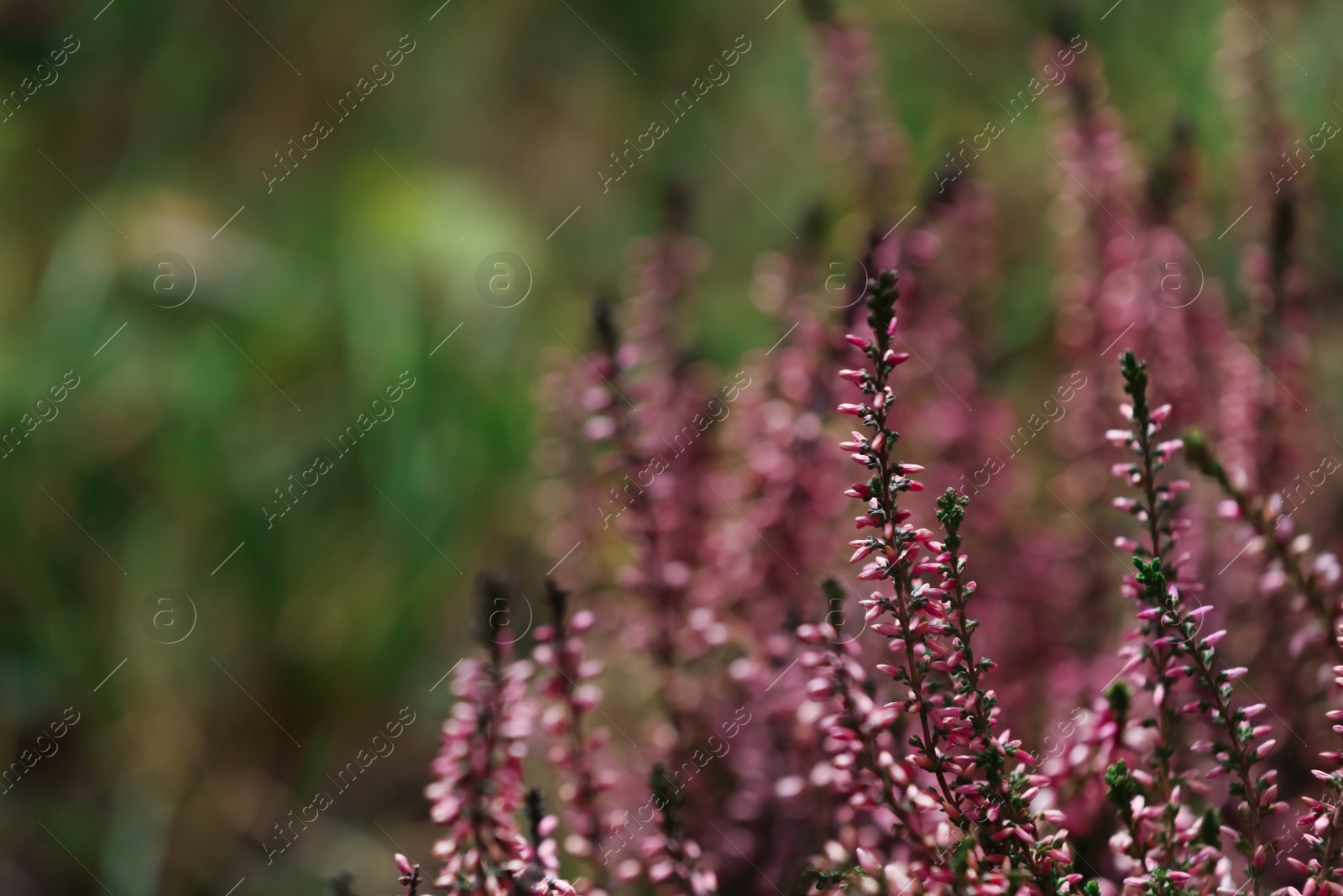 Photo of Heather shrub with beautiful flowers outdoors, closeup. Space for text